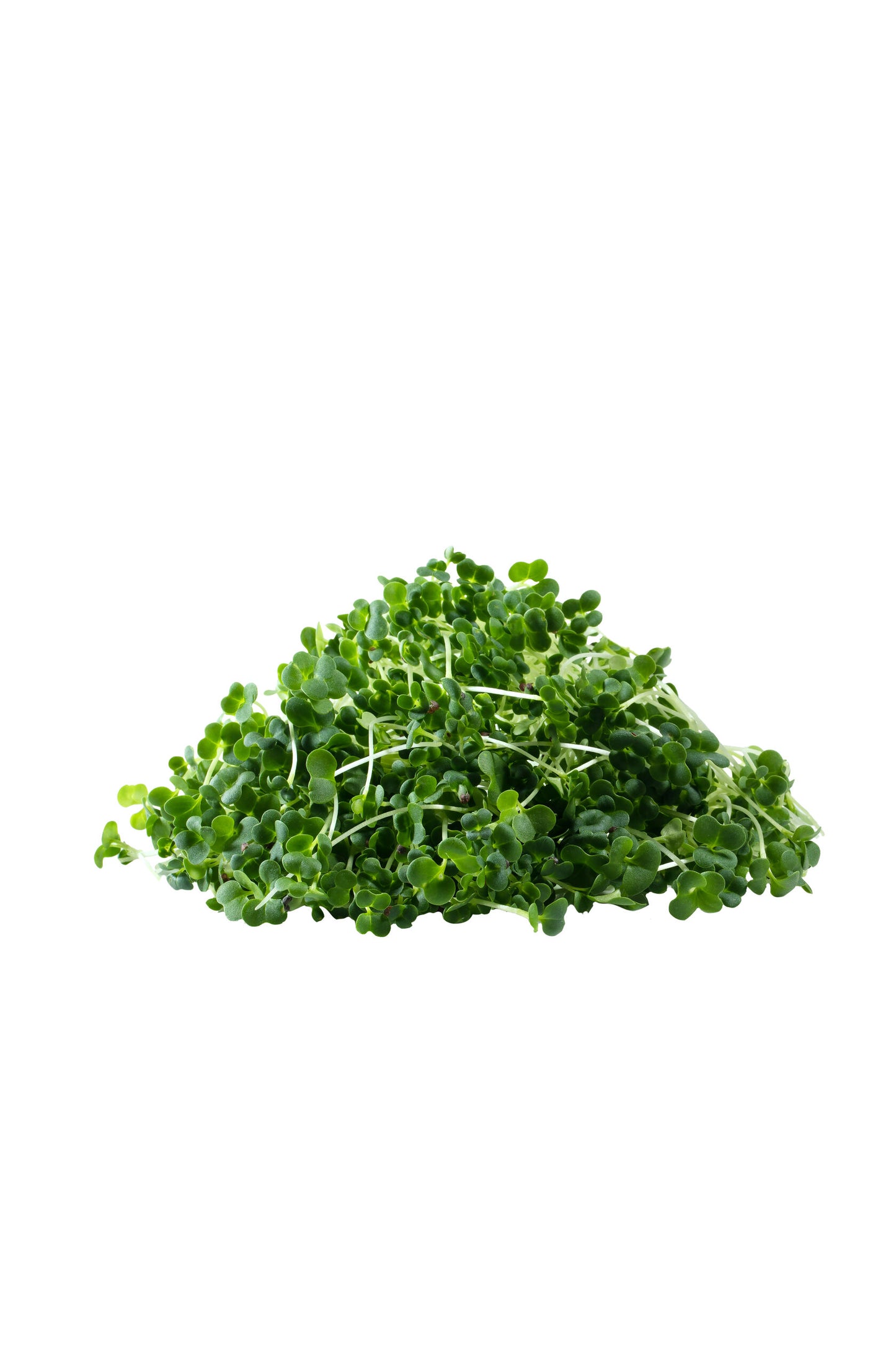 broccoli - microgreens