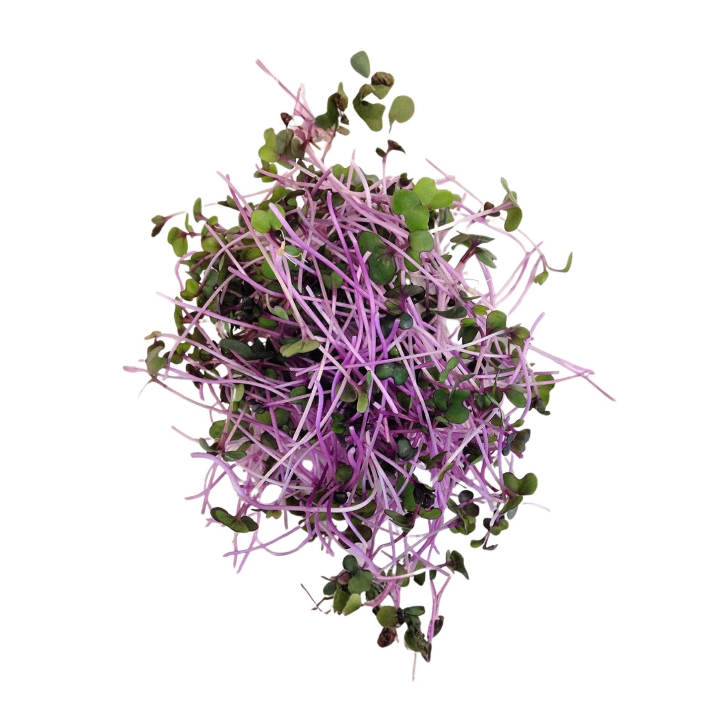 red cabbage - microgreens