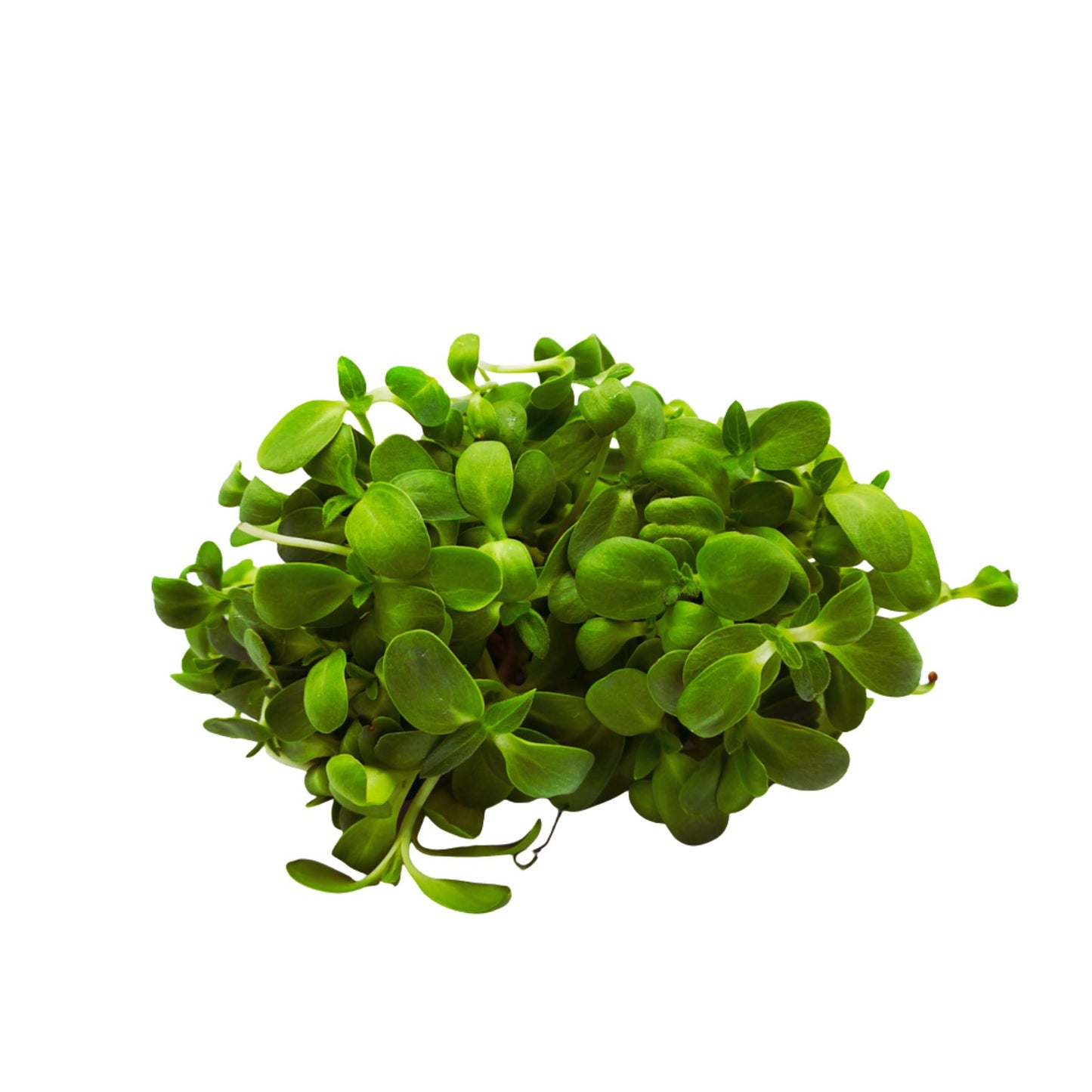 sunflower - microgreens