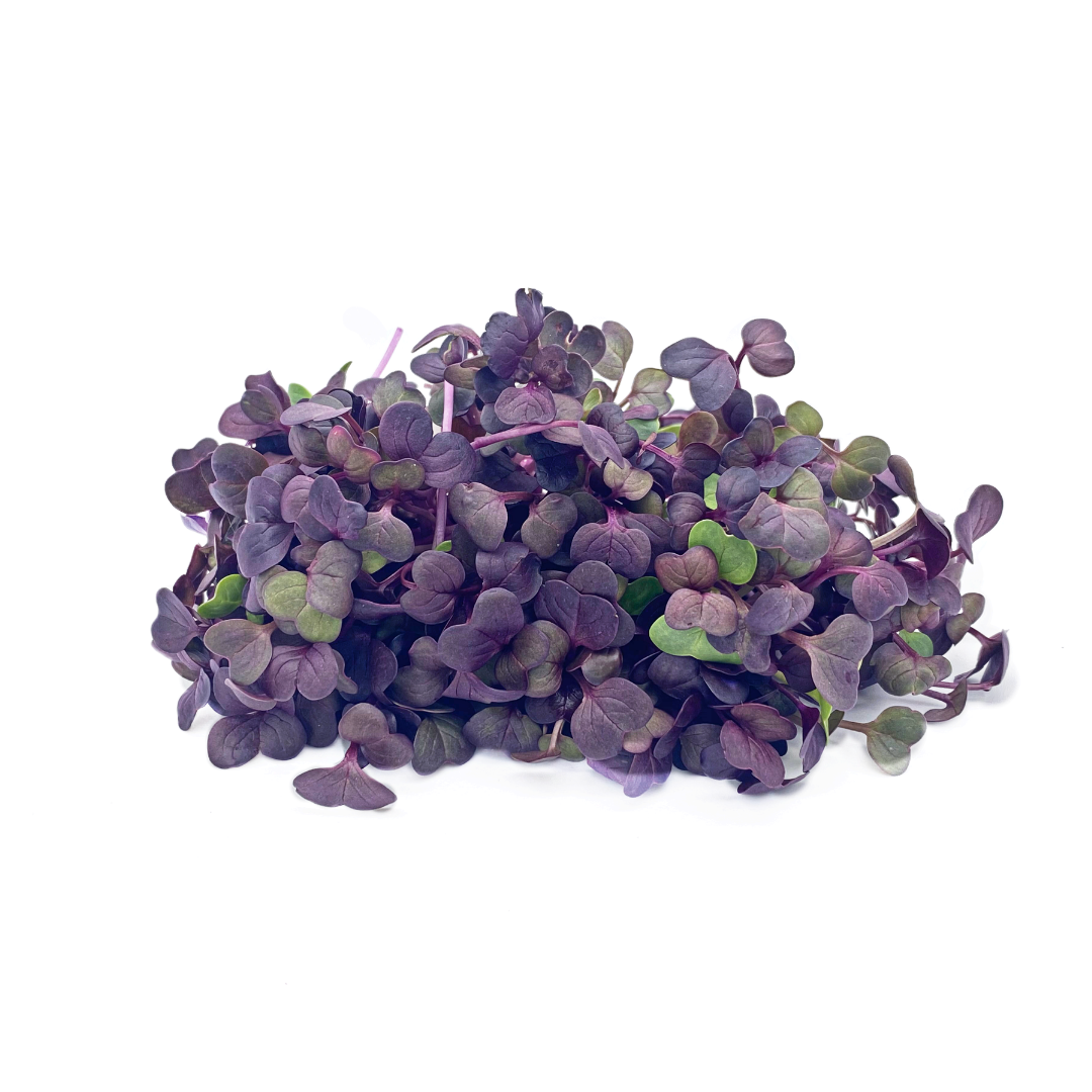 Rambo Raddsh - microgreens
