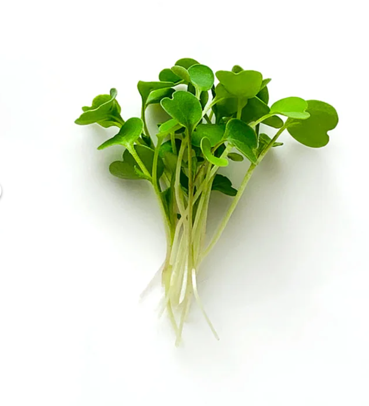 Arugula - microgreens
