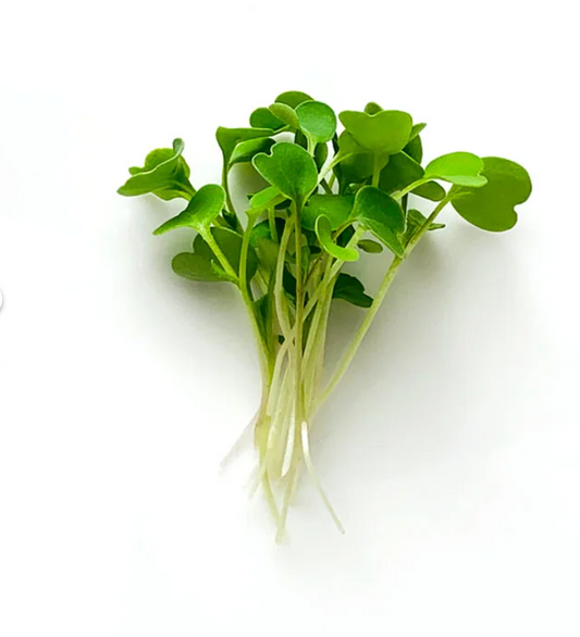 Arugula - microgreens