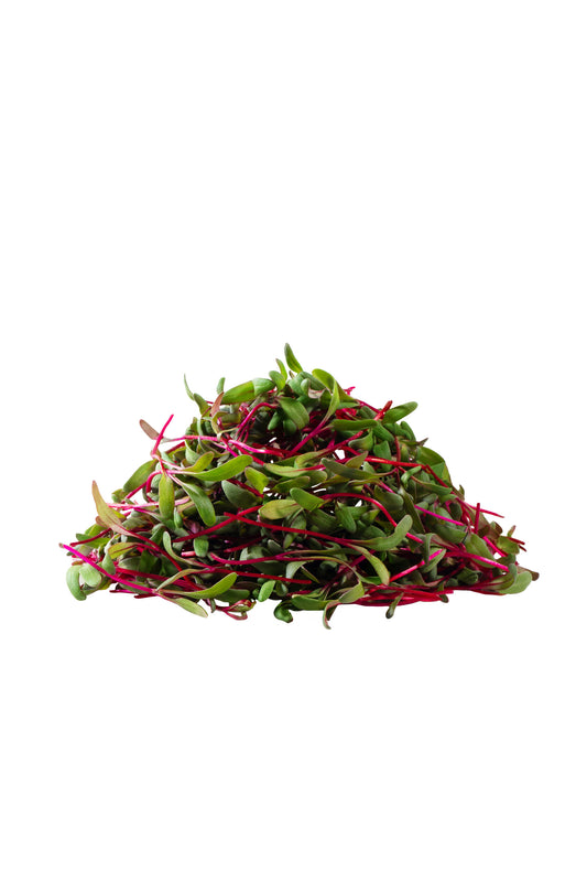 beetroot - microgreens