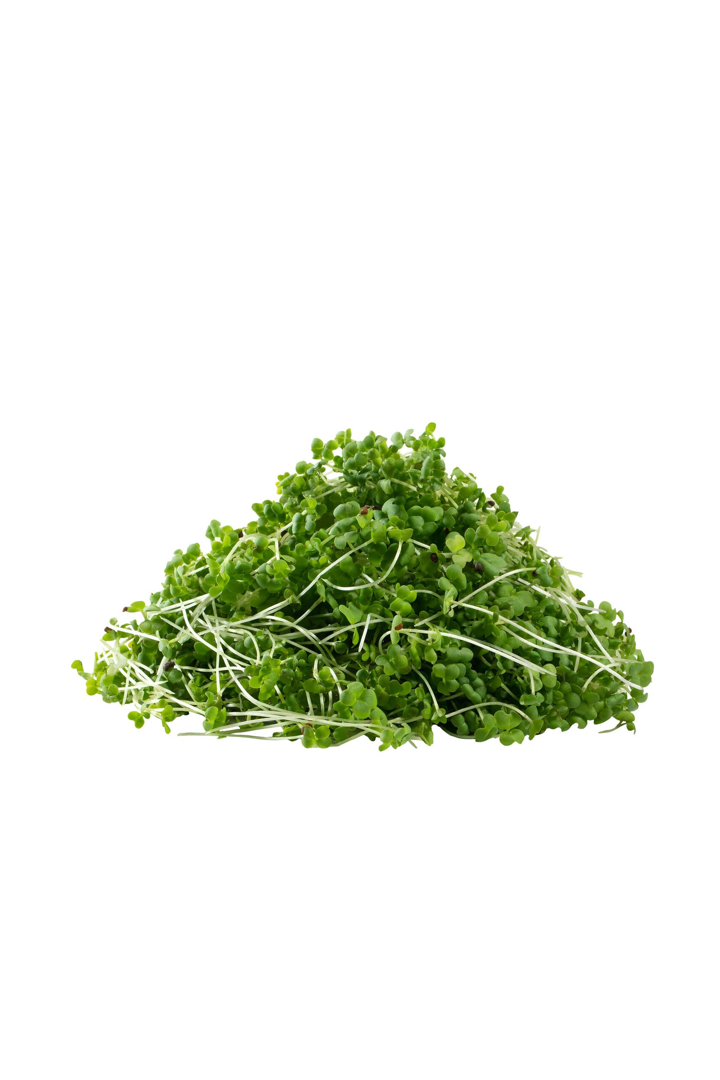kale - microgreens